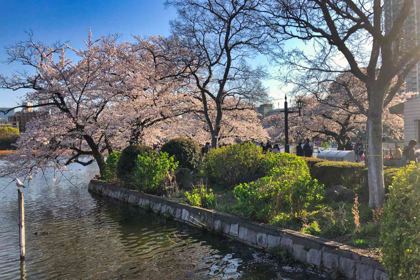 People walking by Shinobazunoike Pond in Ueno Park enjoying the cherry blossom trees.