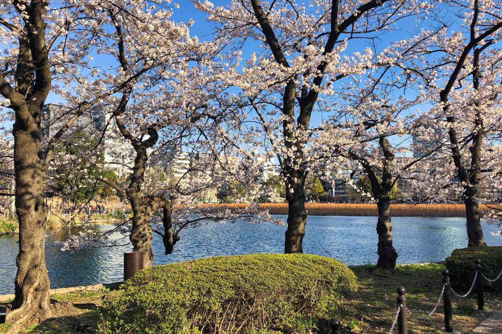 Cherry blossoms bloom in Ueno Park, one the best places to see cherry blossoms in Japan.