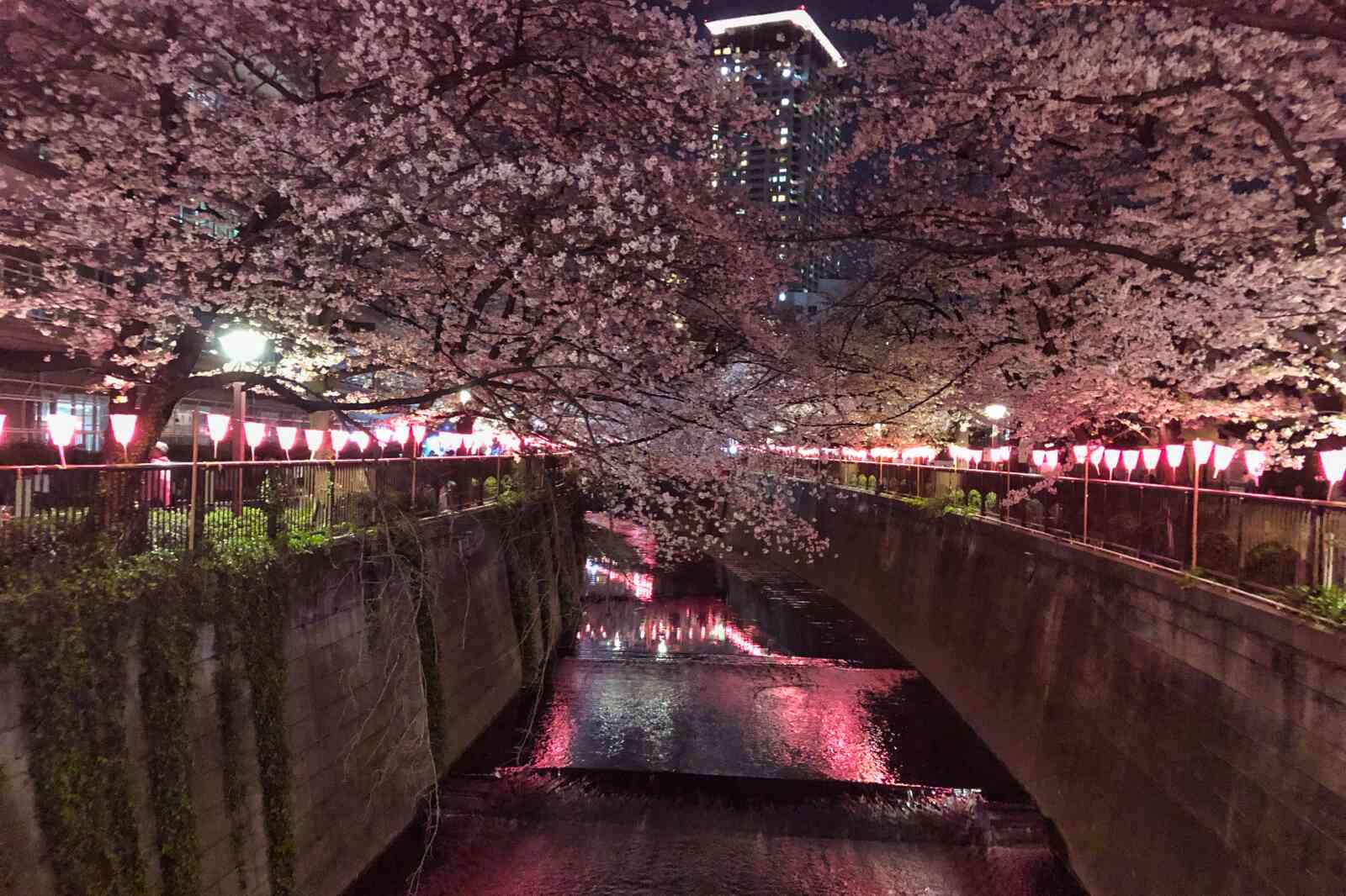 Pink lanterns light up the Meguro River in Tokyo during cherry blossom season.