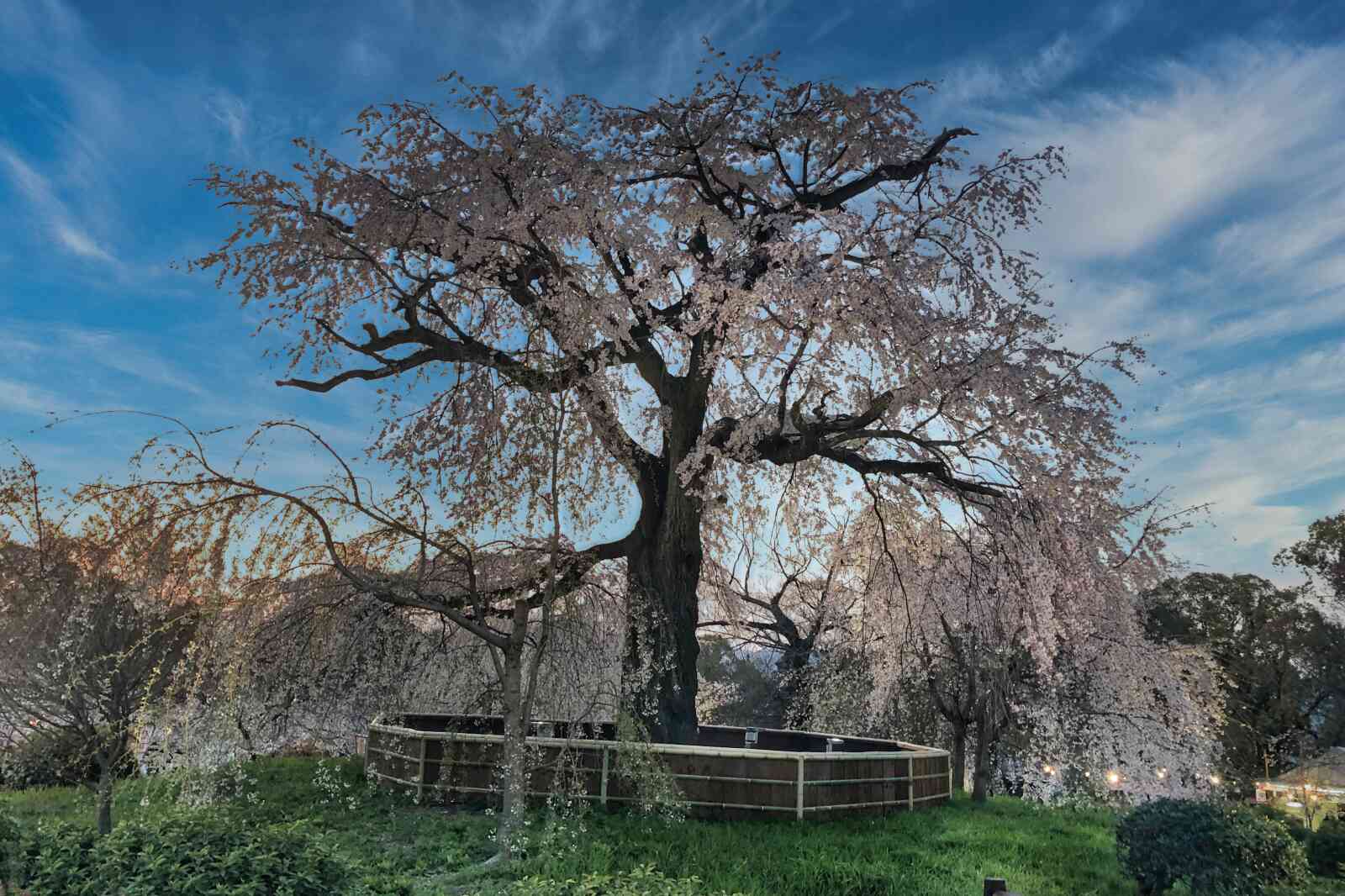 The weeping cherry blossom tree in Maruyama Park, Kyoto.