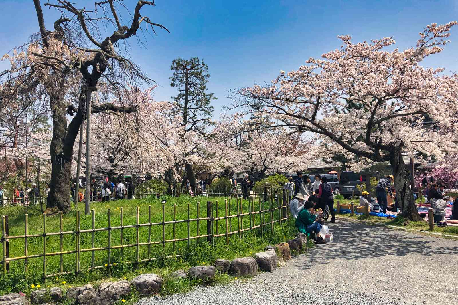 People sit and relax under cherry blossom trees in Arashiyama Park.