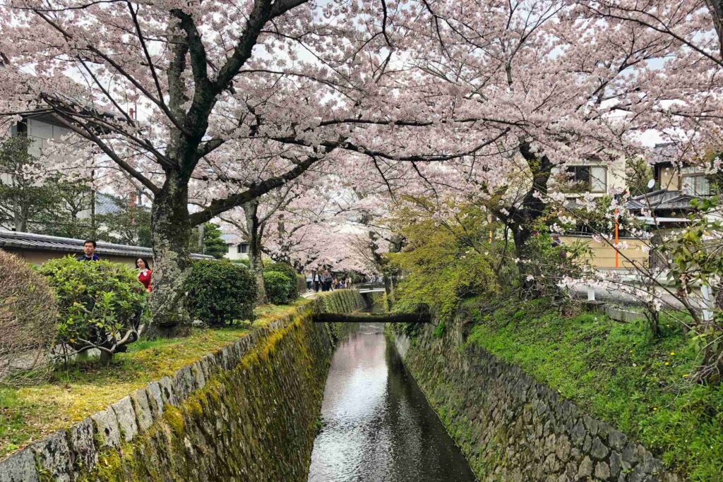 People walk the Philosopher's Path during cherry blossom season in Kyoto, Japan.