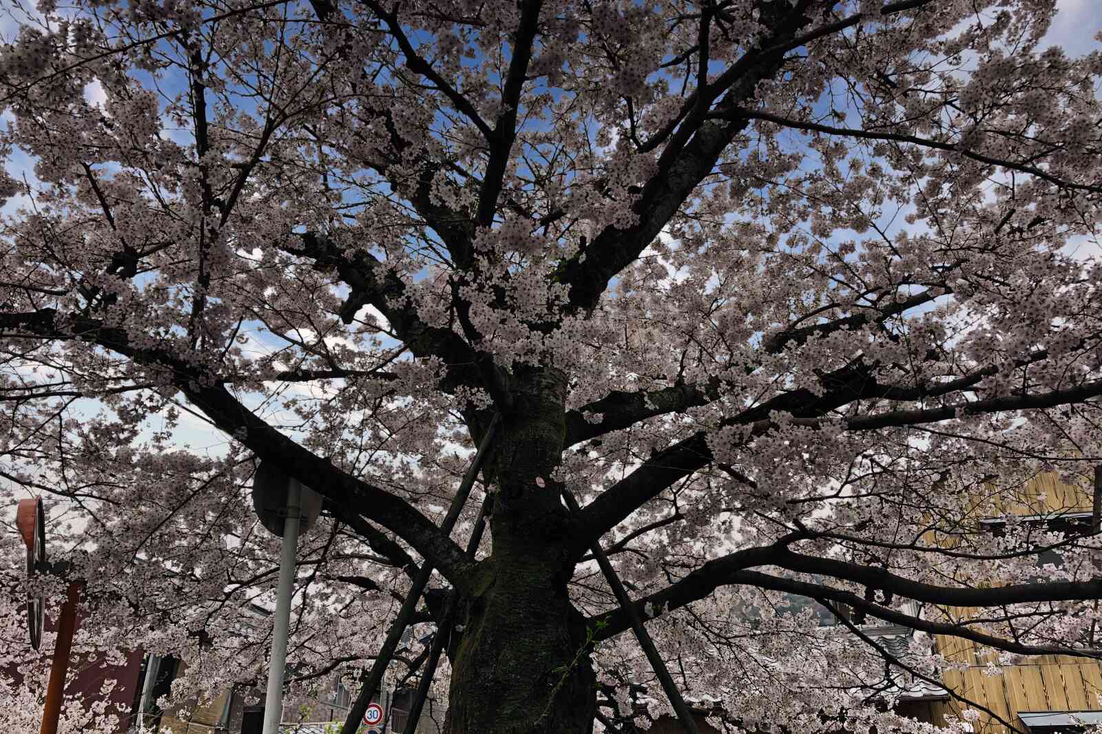 A lone cherry blossom tree in Japan.