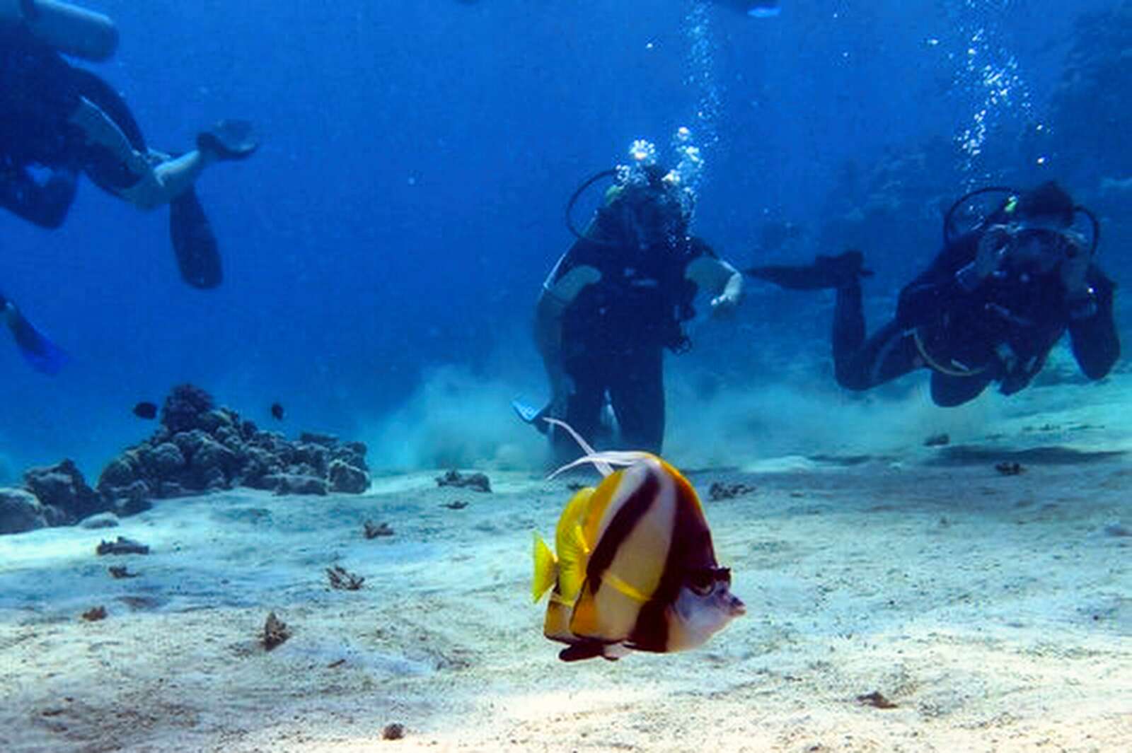 Divers observing a Red Sea Heniuochus Fish in Sharm El-Sheikh, Egypt.